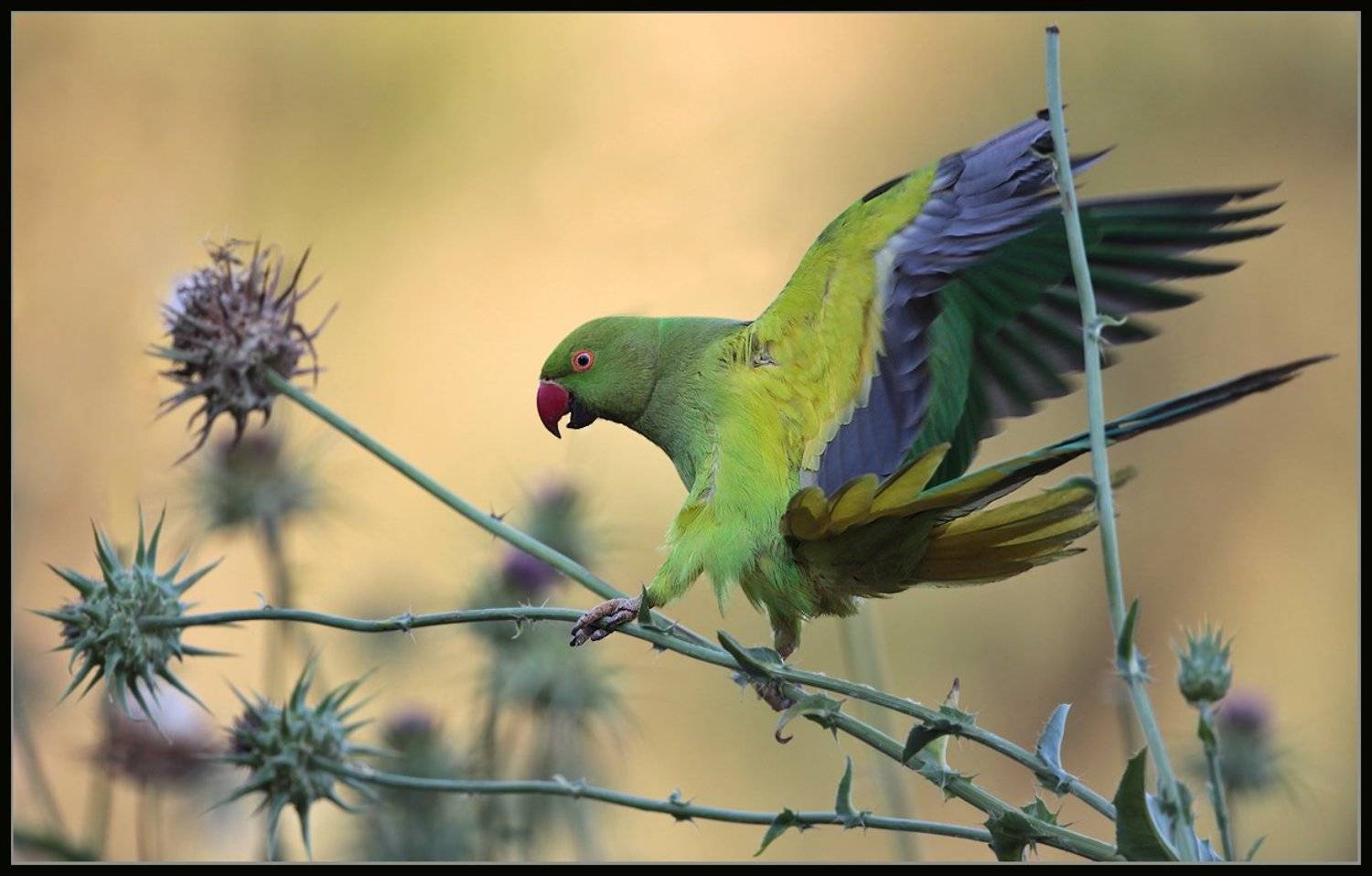ожереловый, попугай, Michael Faiman