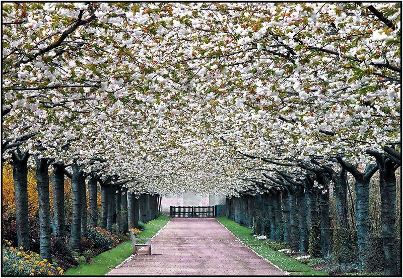 Spring Alley фото превью