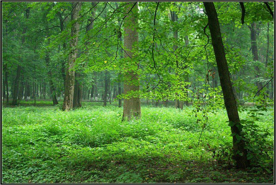 парк, Солодухин Виктор