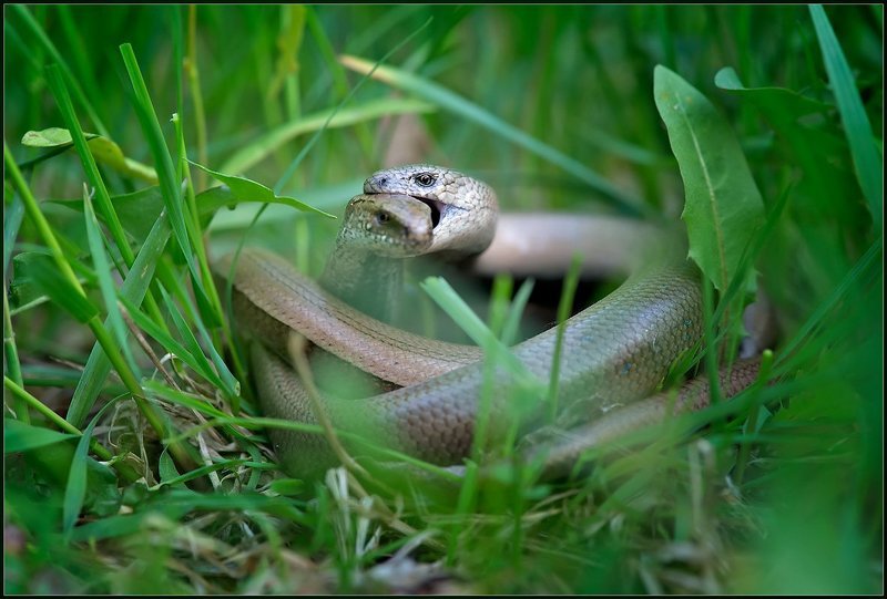 Ну вот, ты и попалась... фото превью