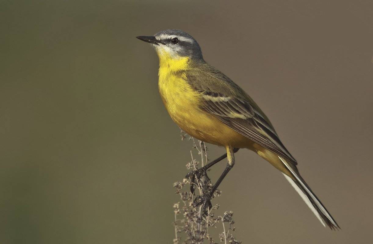 трясогузка, Ляпустин Юра