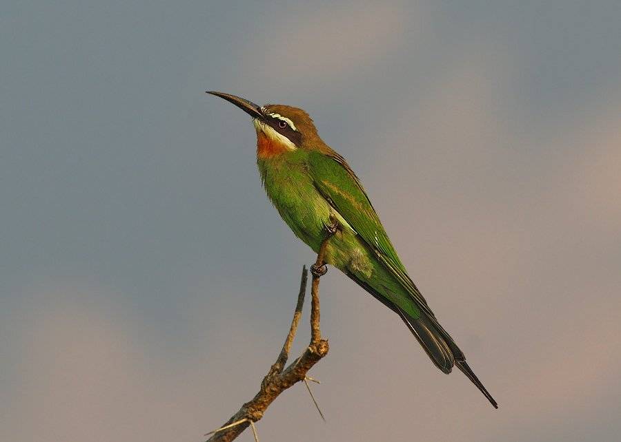 мадагаскарская щурка, merops superciliosus, madagaskar bee-eater, Sergey Volkov