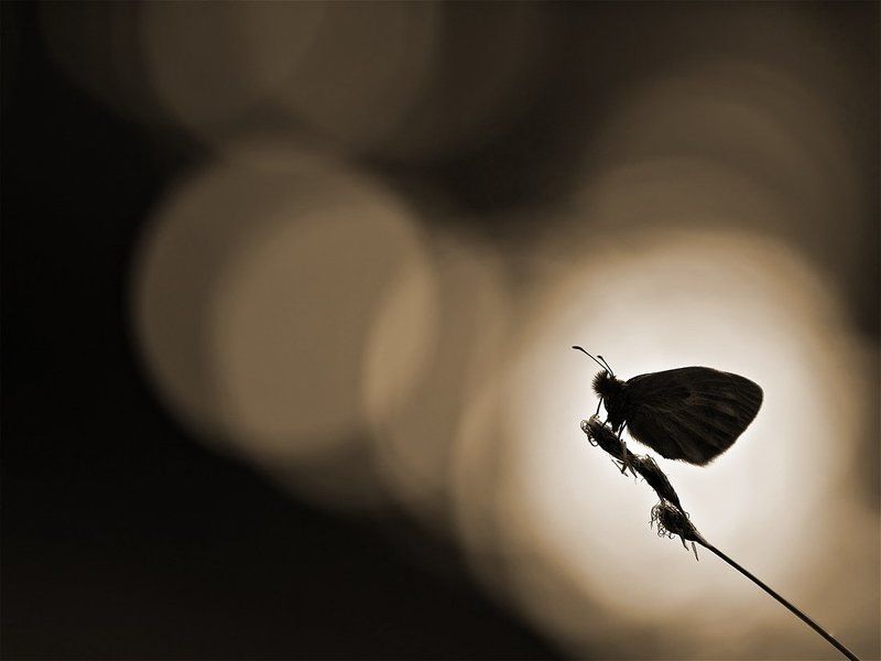 без названия фото превью