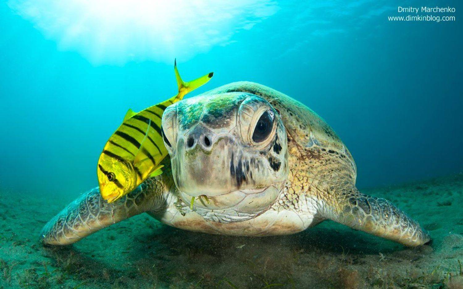 черепаха, зеленая черепаха, turtle, underwater, Дмитрий