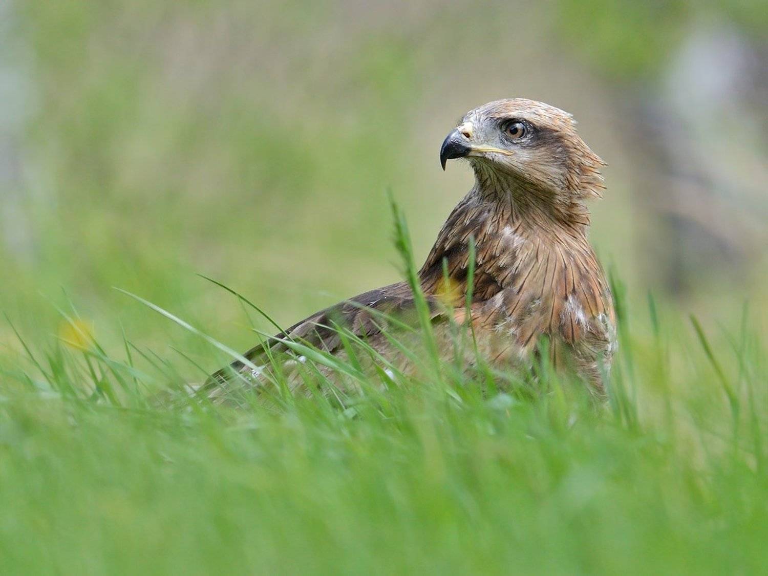 , Александр Малецкий