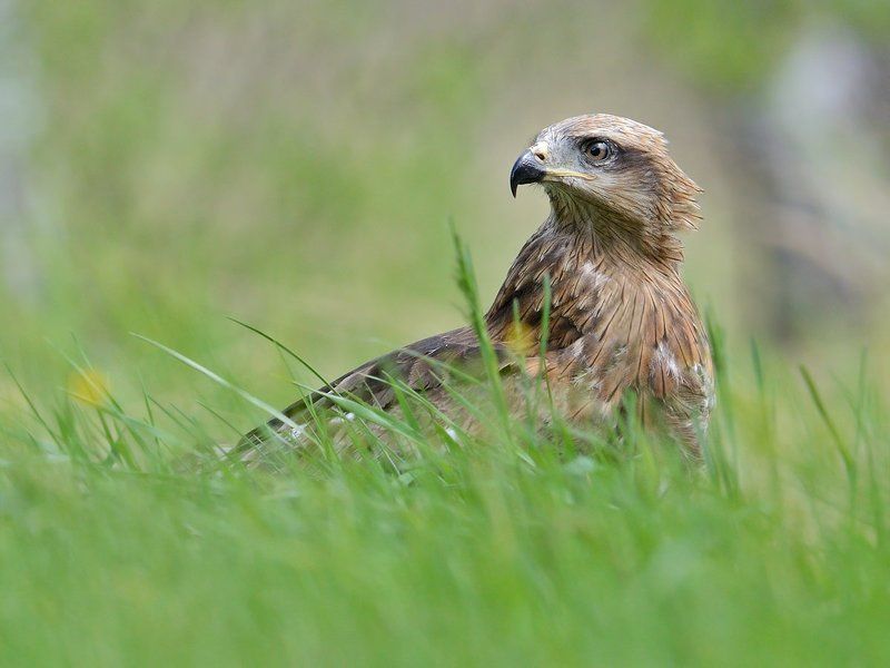 Черный коршун фото превью