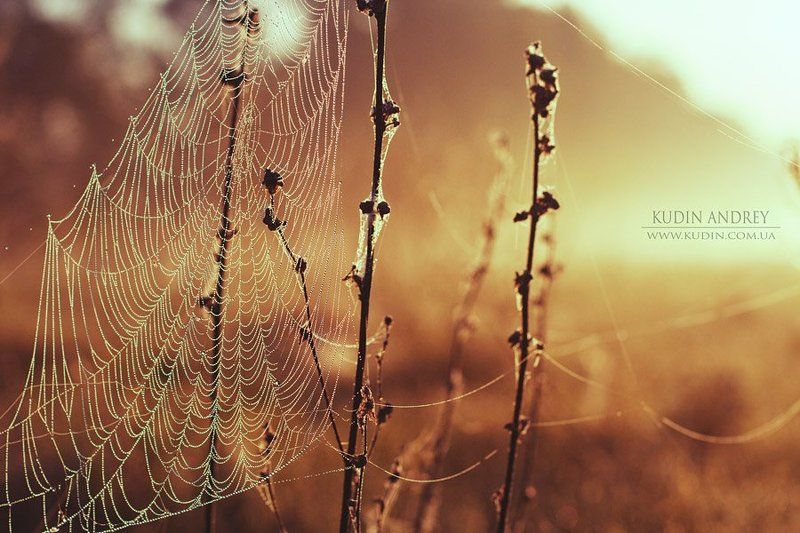 утро, паутина , роса, рассвет Ловец снов.... фото превью