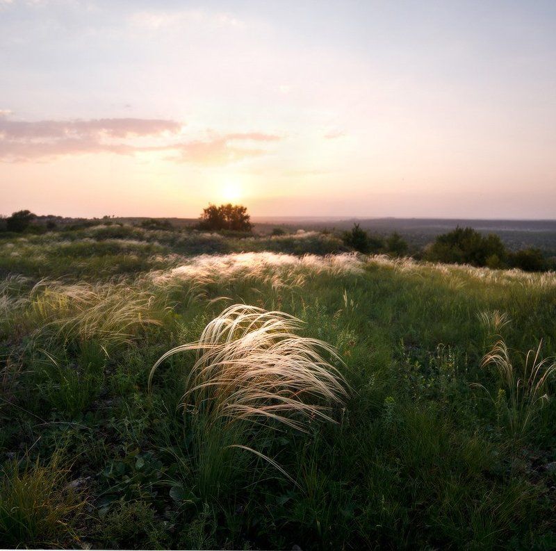 Stipa фото превью