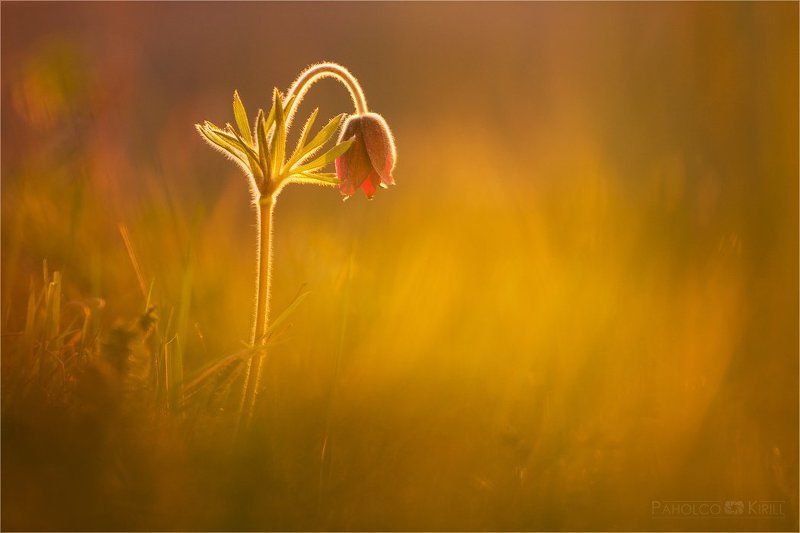 Вечерняя грусть фото превью