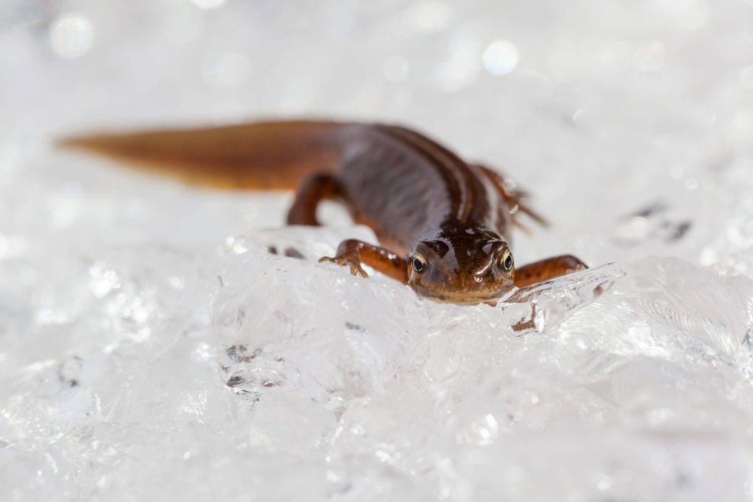 , Баранов Евгений