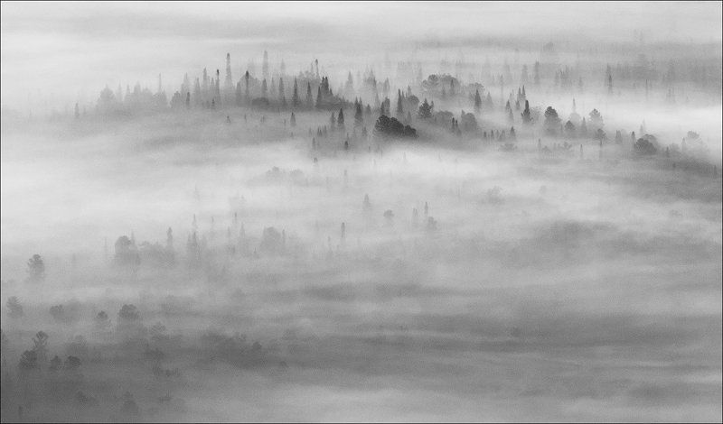 призрачный лес фото превью