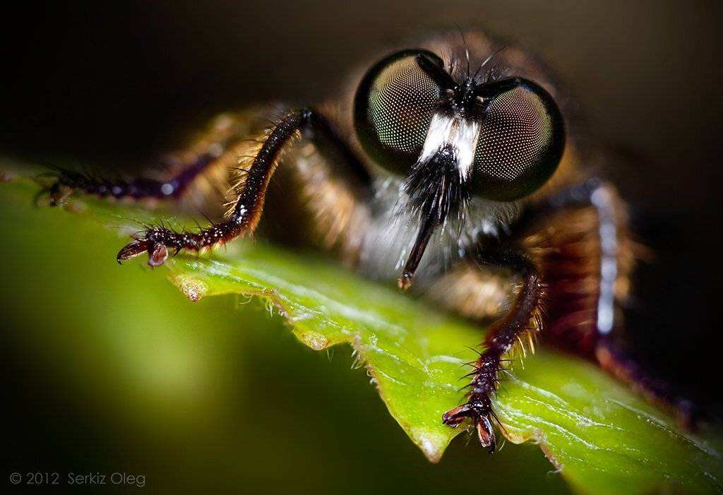 robber fly, macro, nikon d80, closeup, serkiz oleg, eyes, ukraine, chernivtsi, серкиз олег, art, ктырь, nature, Oleg Serkiz