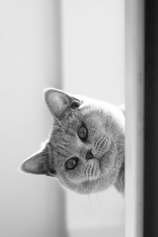 ... фото превью