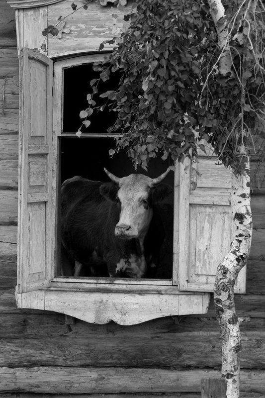 Деревенские мотивы фото превью