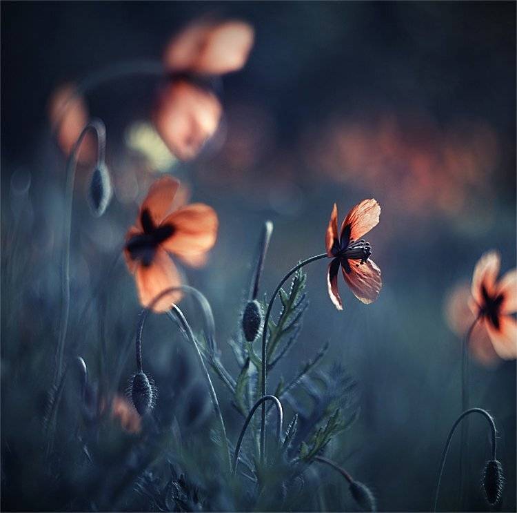 , Наталья Ова