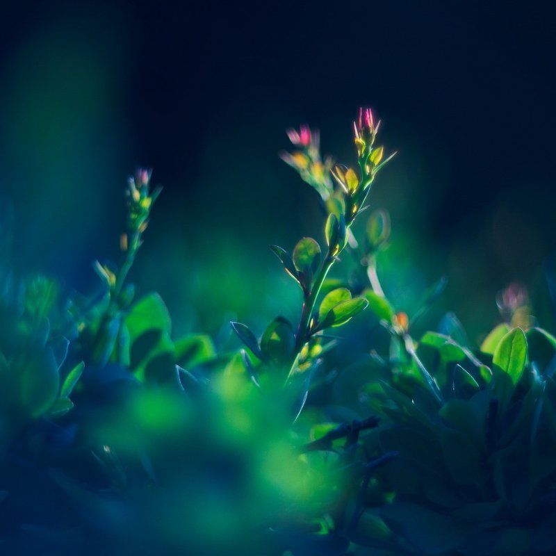 *** фото превью