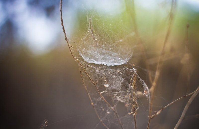 WEB. фото превью