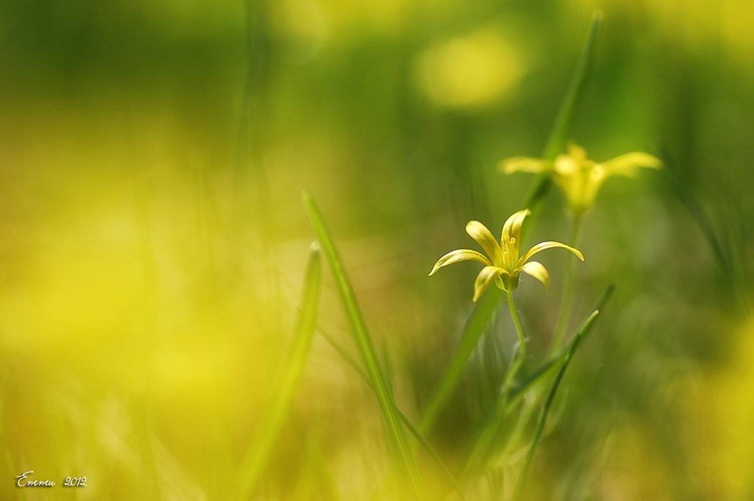 цветы, природа, весна, макро, трава, етти