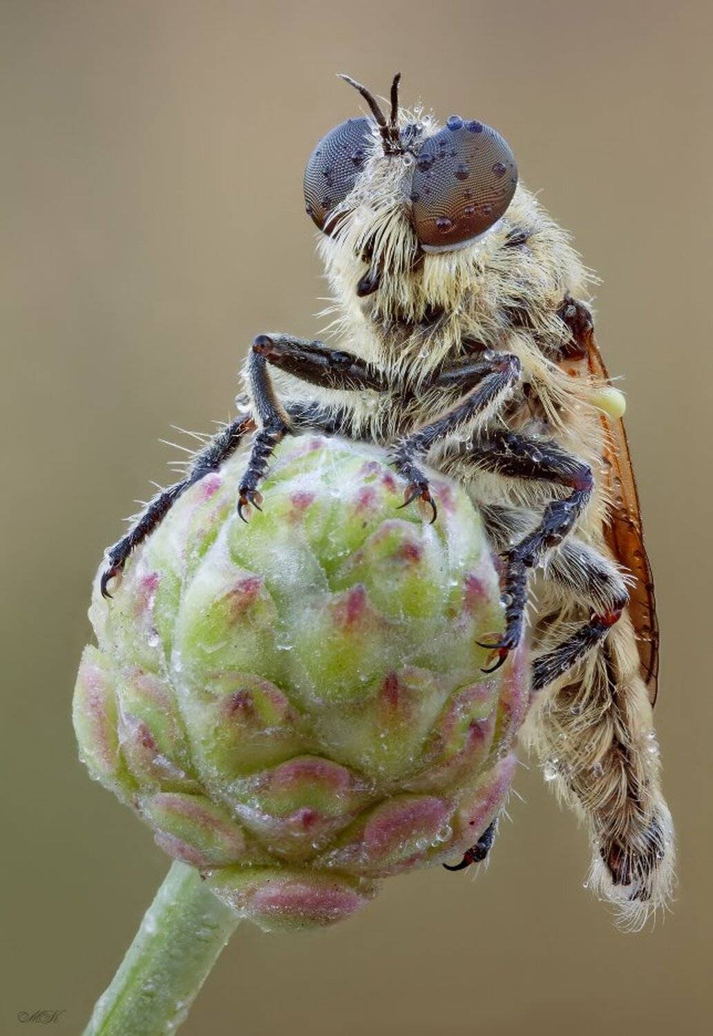 ктырь, Miron Karlinsky