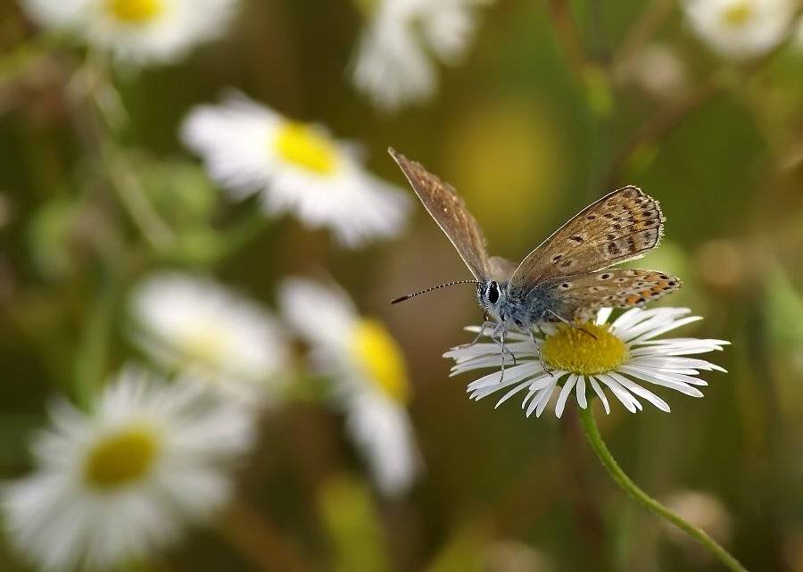 бабочкачервонец, бурый, Cheplenko Aleksey
