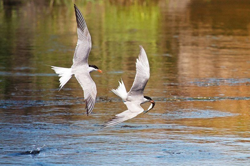 птицы, речная крачка Добытчик и нахлебница фото превью