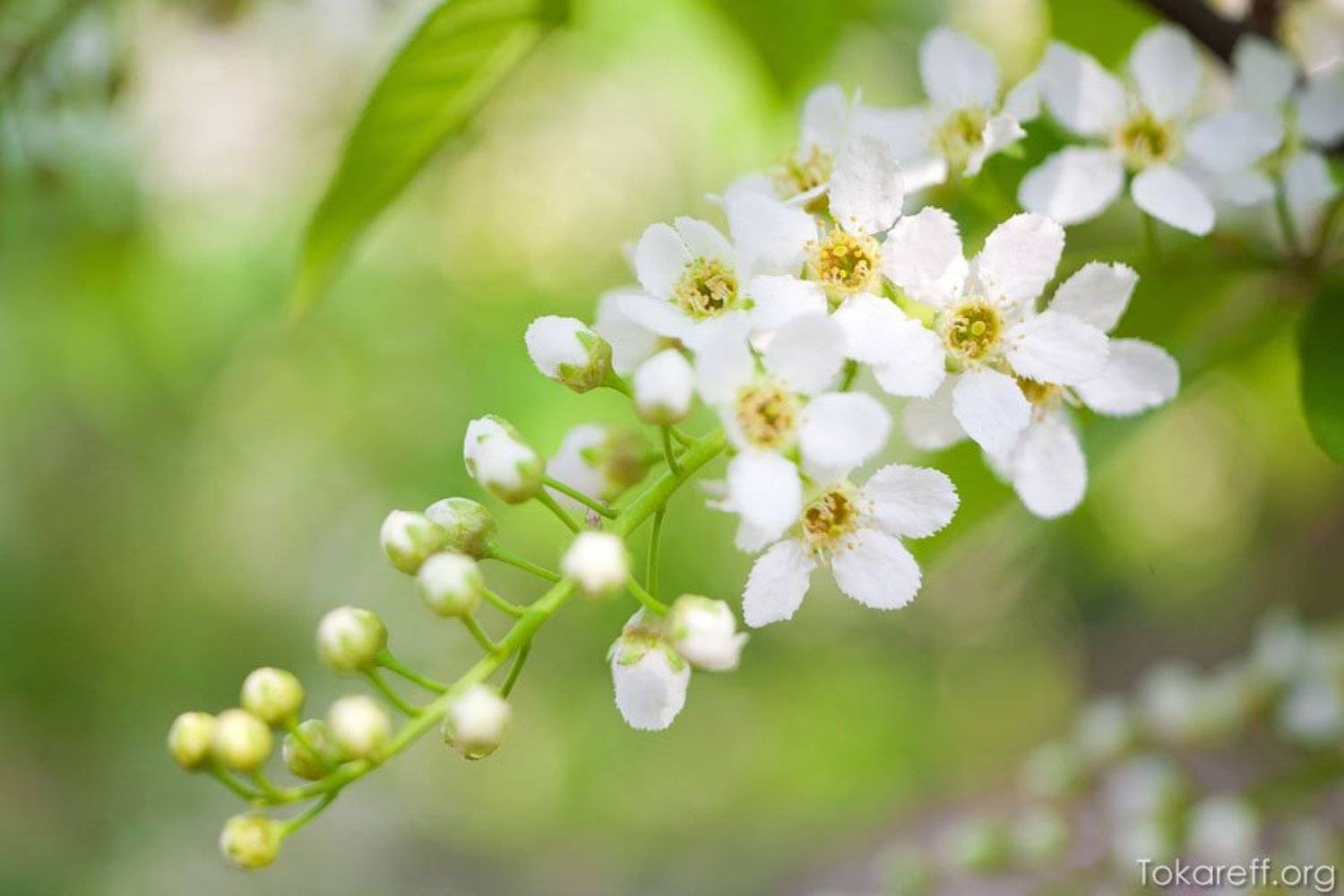 черемуха,, Сергей