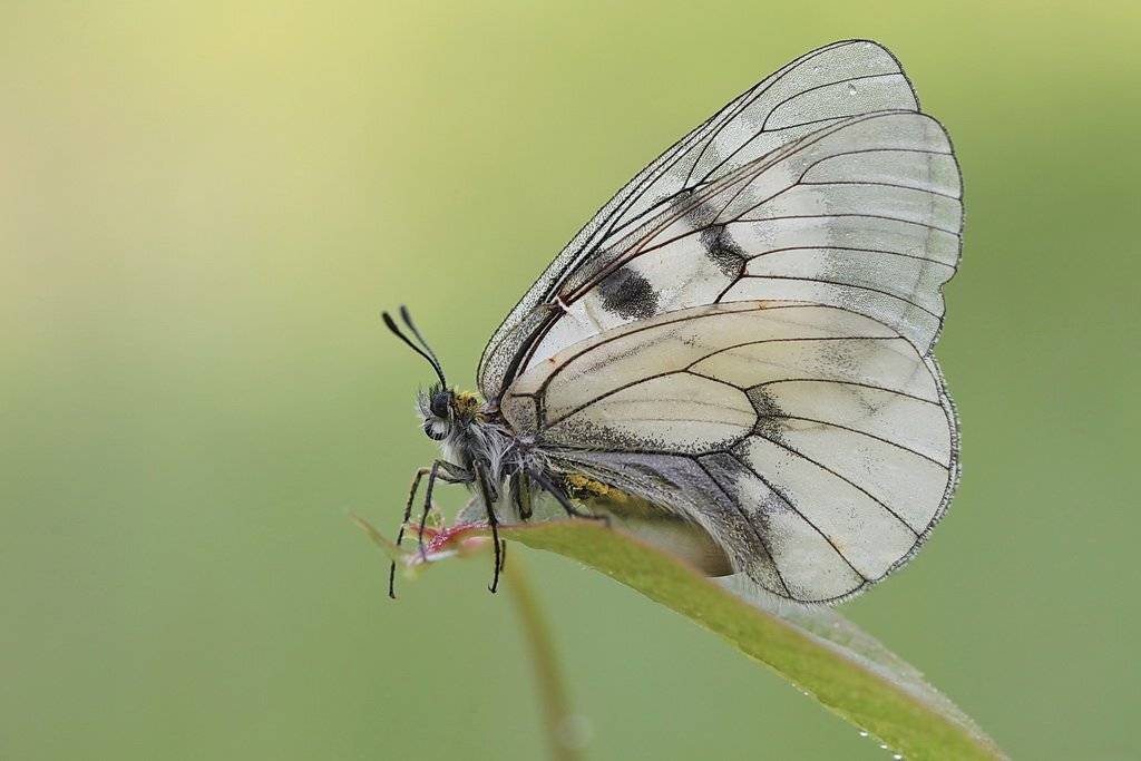 parnassius, mnemosyne, Леонид