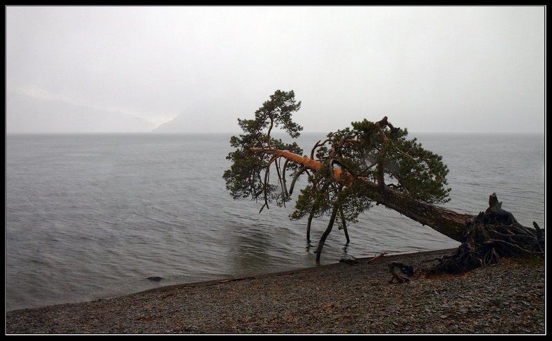 алтай, телецкое, озеро, яйлю Дождь... фото превью