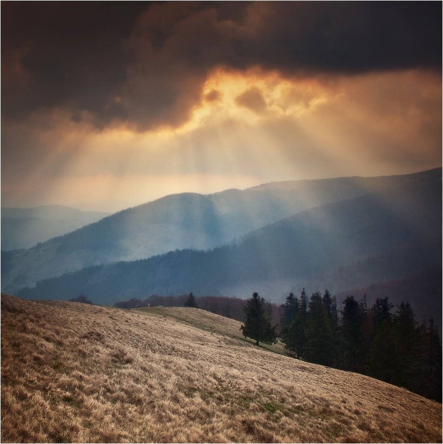 , Денис Кривой