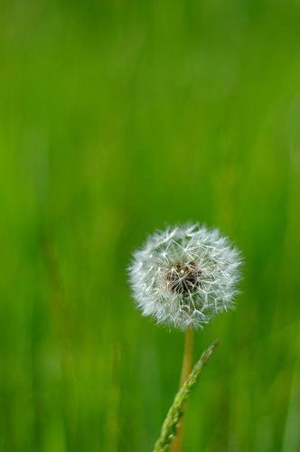 Облако на траве