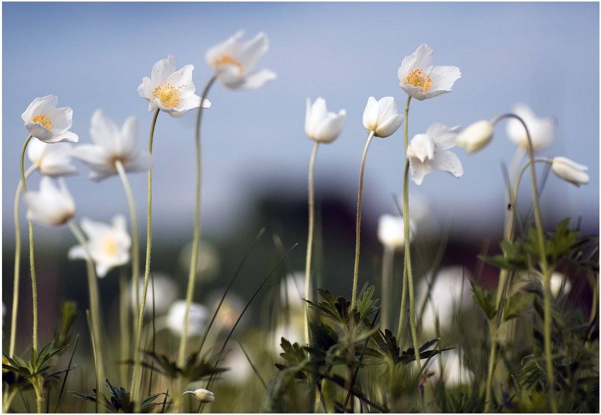 , Николай Шахманцир