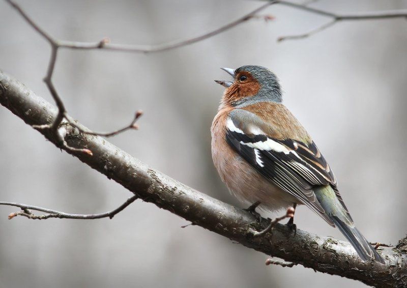 Зяба. фото превью