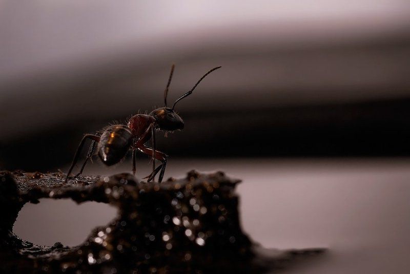 Ant at dusk фото превью