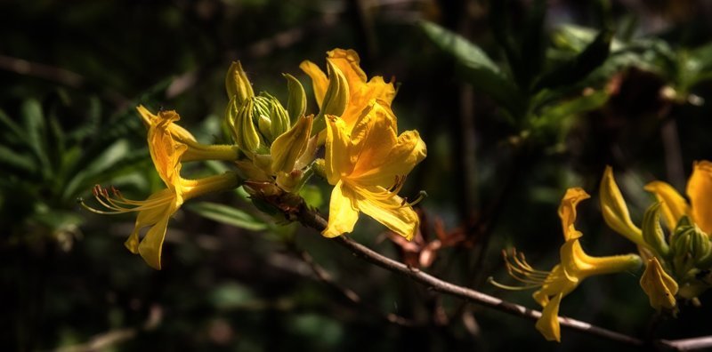 волшебный мир Рододендруса фото превью