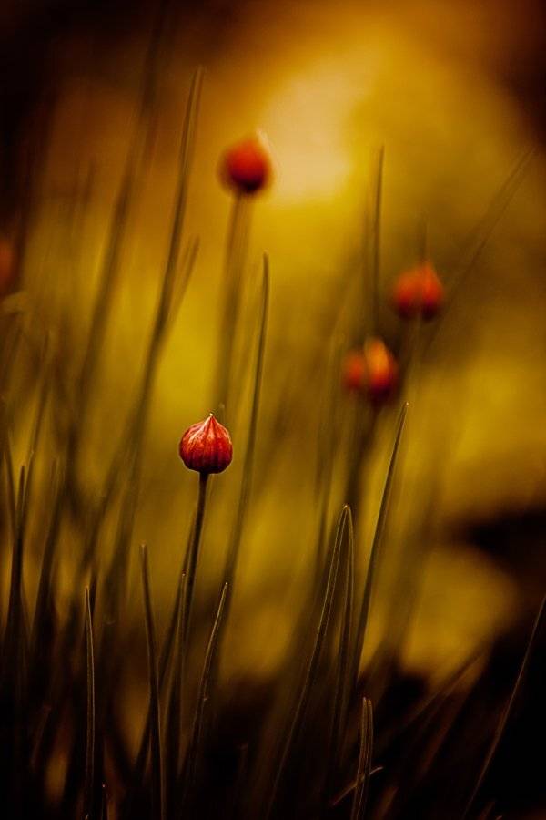 природа,весна, Мария