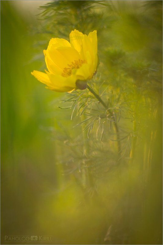 *** фото превью