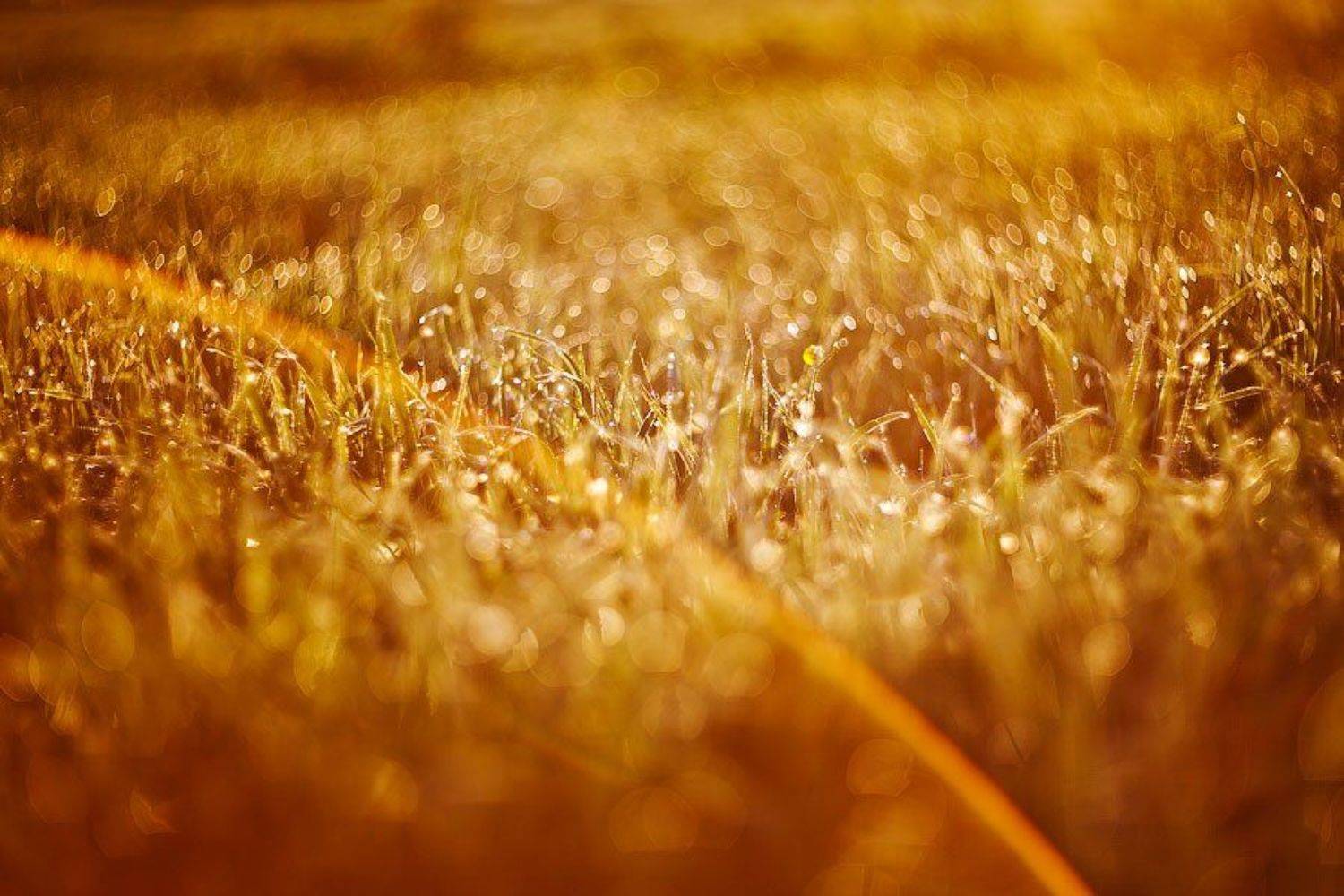 , Олег Емельянов