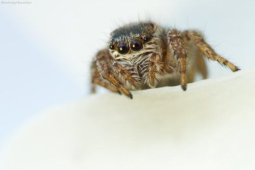 Глазастые жители нарцисса