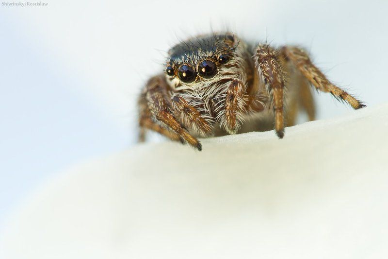 паук, макро, ростислав, 7d, 100mm Глазастые жители нарцисса фото превью