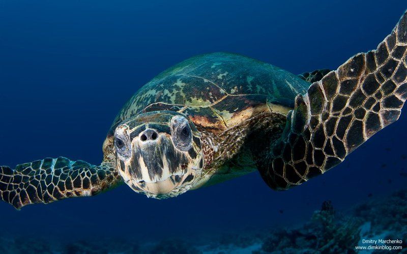черепаха, морская черепаха *** фото превью