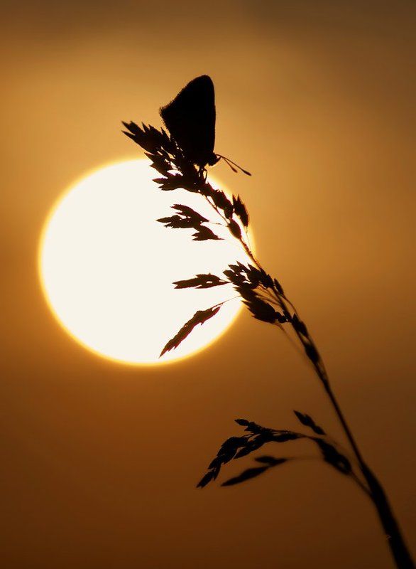 солнце встает... фото превью