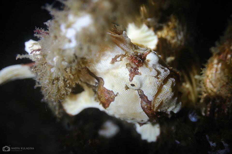 underwater, macro, philippines, Nadya Kulagina