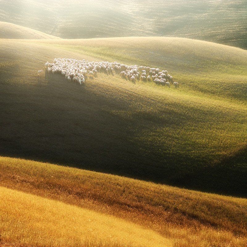 sheep, tuscany, waves, овец, тоскана, волны sheep in the morning sun фото превью