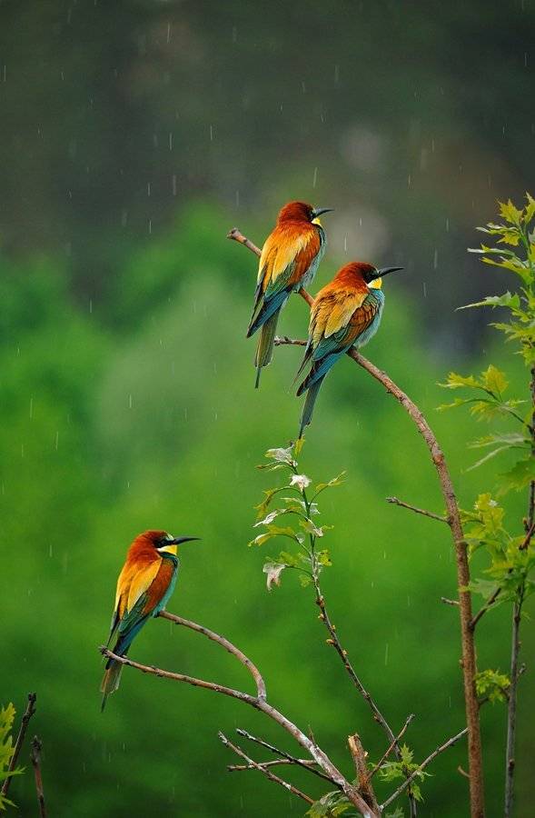 щурки,дождь, Канциренко Сергей