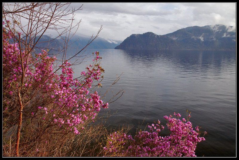 алтай, телецкое, озеро Маральник. фото превью