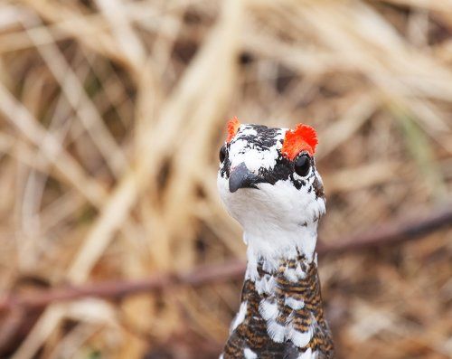 Про куропаток