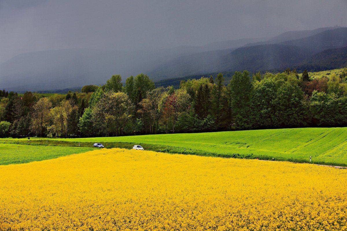 swiss, Матвеев Николай