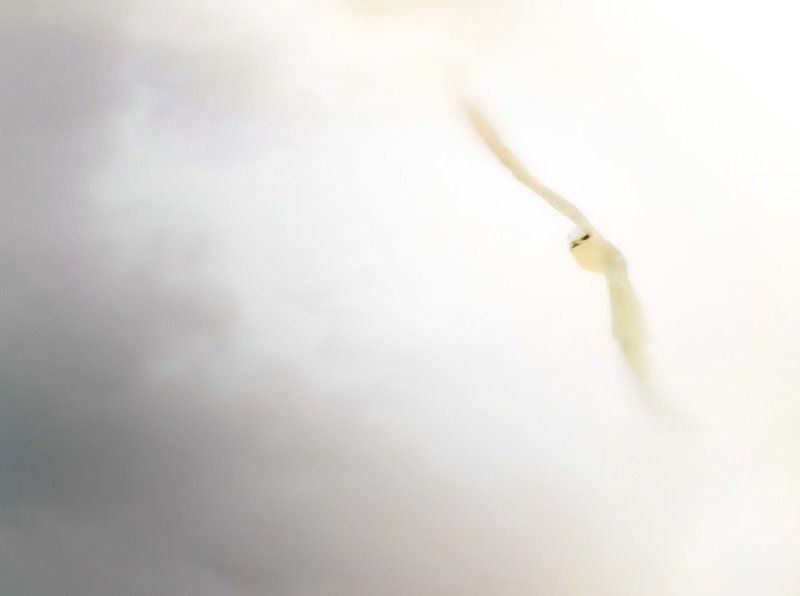 Ангел фото превью