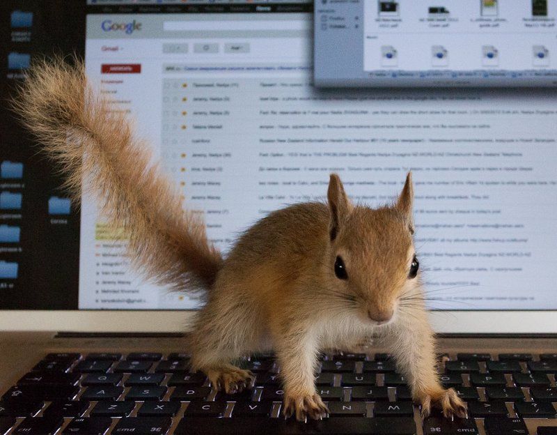 зверушка фото превью