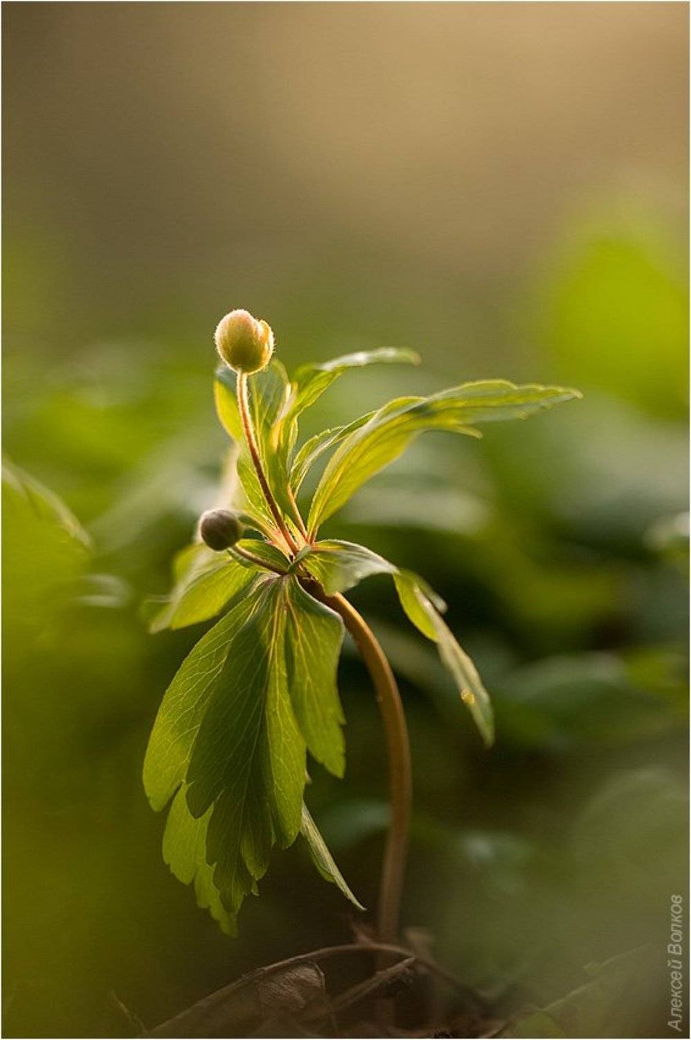 цветок, парк, Алексей Волков